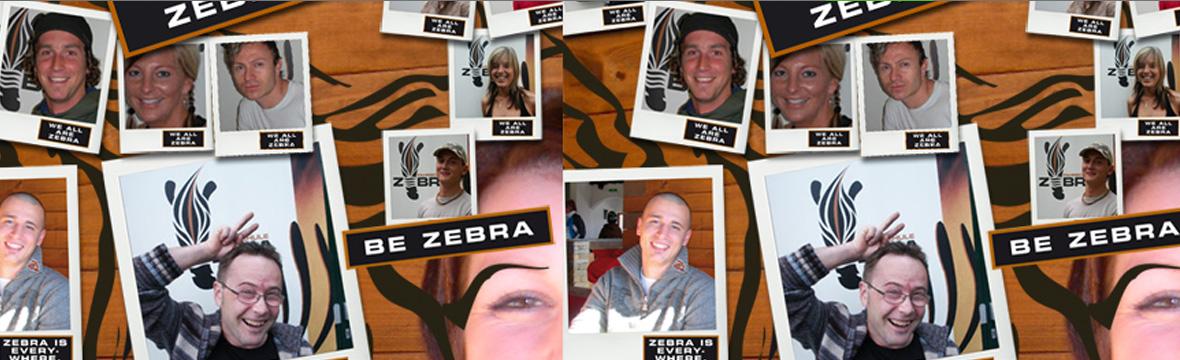 zebra-herde